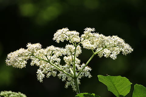 white flowers under blue sky, elder, elderflower, bush, blossom HD wallpaper