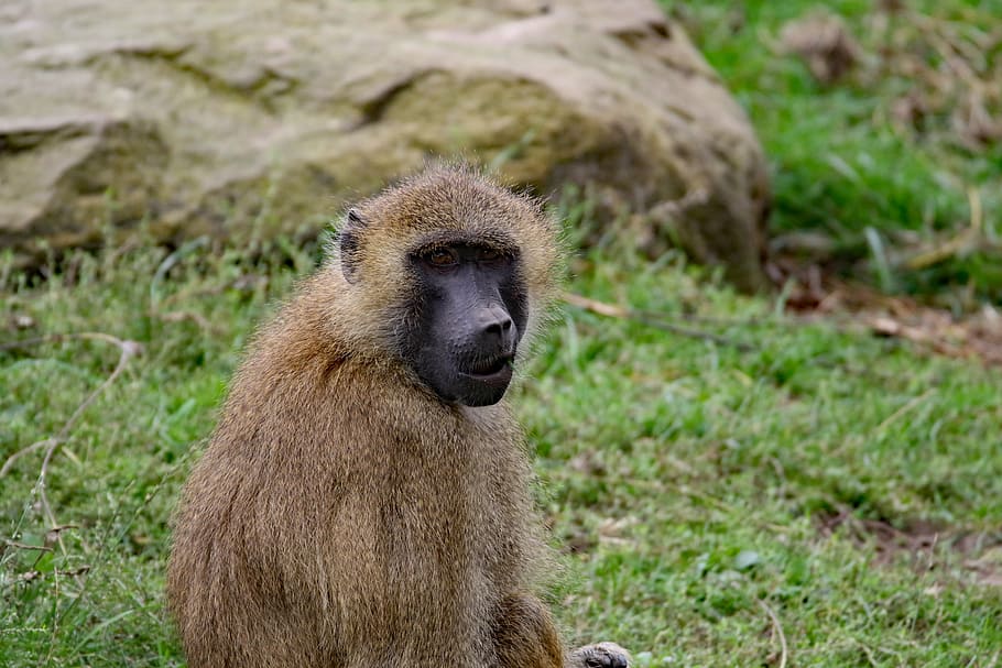 baboon, monkey, wildlife, animal, nature, africa, mammal, furry HD wallpaper