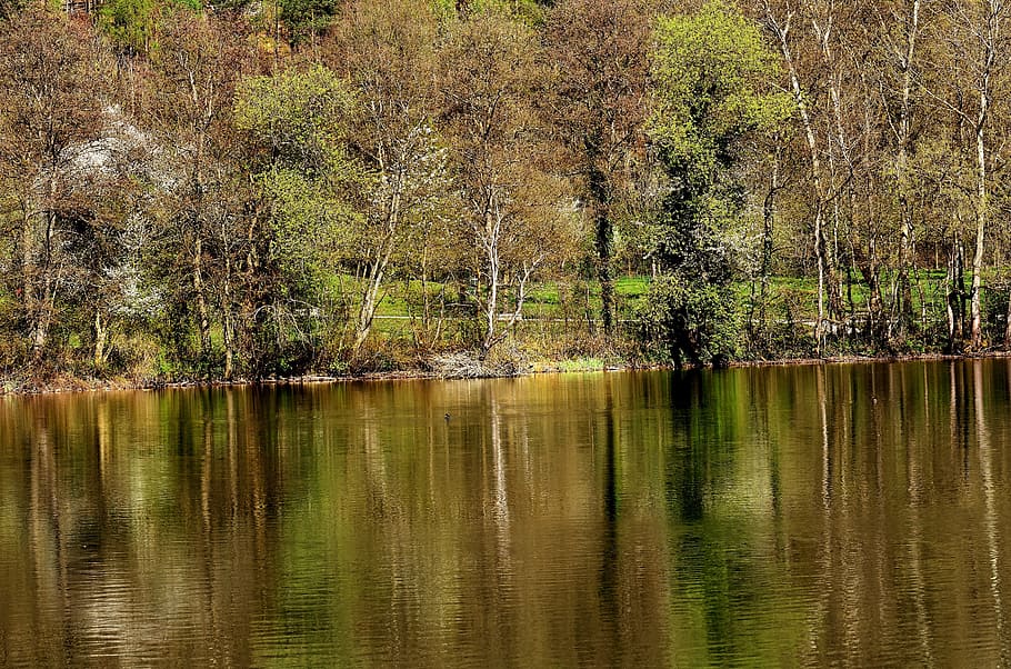 Forest, Lake, Nature, Landscape, Water, trees, pond, bank, mirroring HD wallpaper