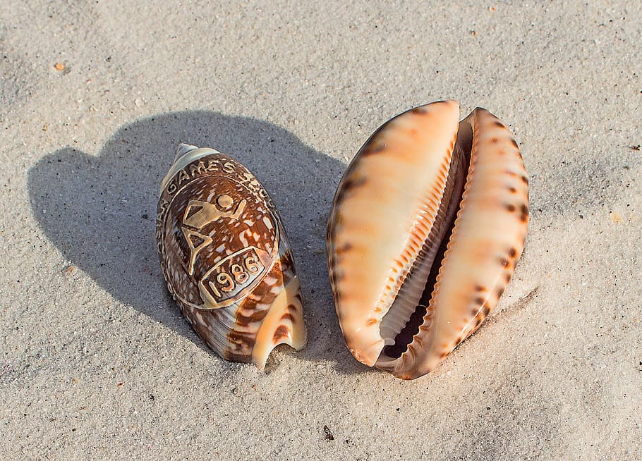 sea shells, souvenir, beach, sand, land, high angle view, animal wildlife HD wallpaper