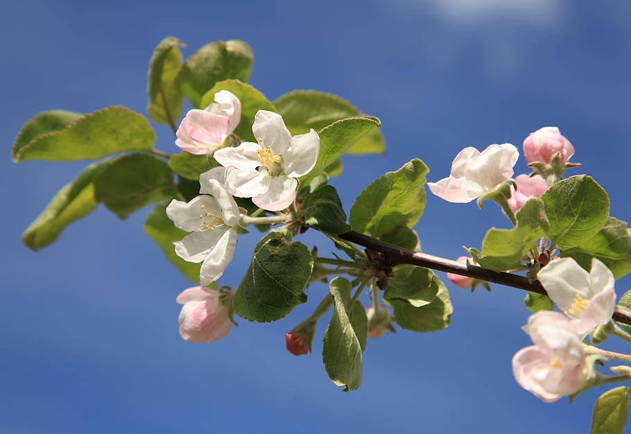 Flower, Apple Tree, Tree, Spring, Leaf, green, growth, nature HD wallpaper