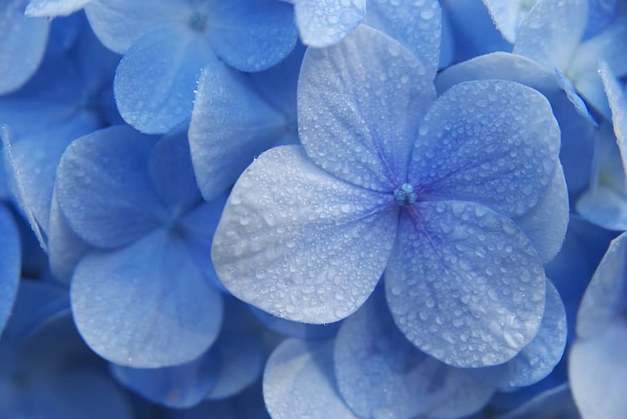closeup photo of blue petaled flowers, hydrangeas, madagascar HD wallpaper