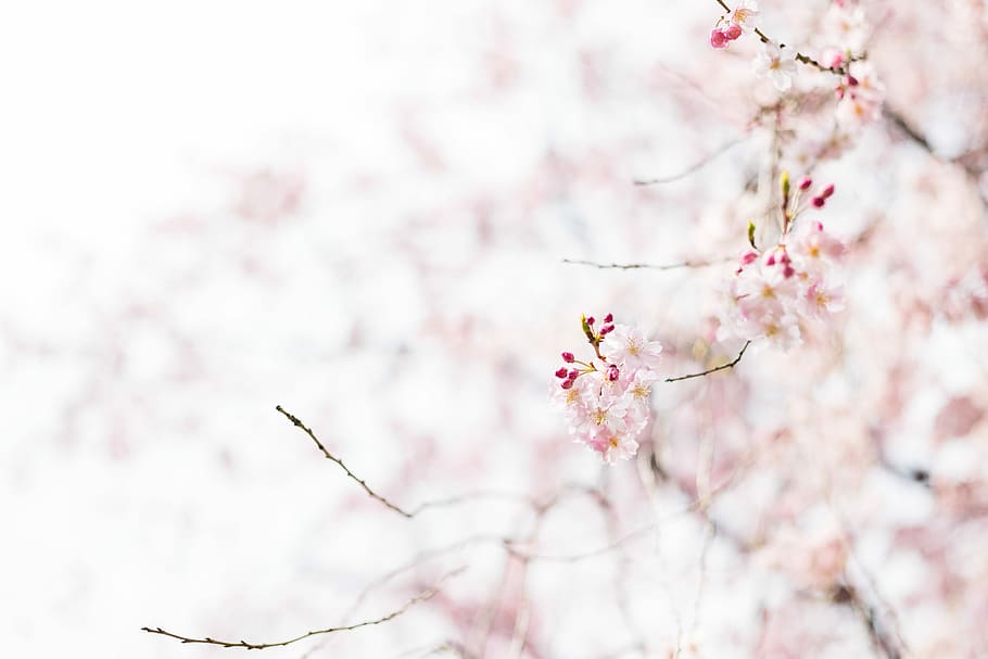 focus photography of pink petaled flower, closeup photo of cherry blossoms flowers HD wallpaper