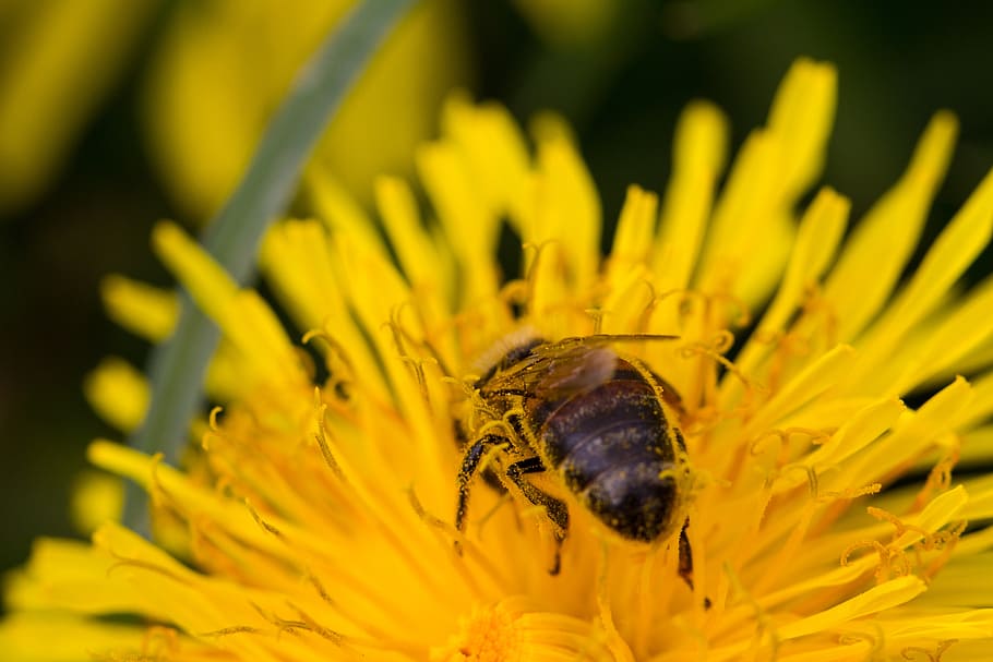 bee, macro, blossom, bloom, insect, flower, nature, plant, close HD wallpaper