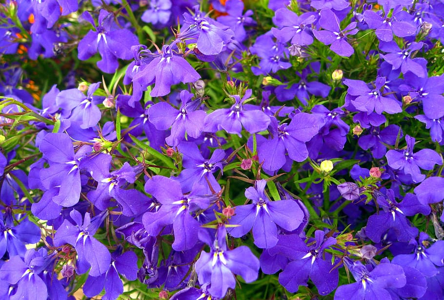 although, praise lien, blue, flowers, blue flowers, small flowers, HD wallpaper