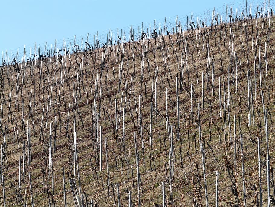 vineyard, winegrowing, vines, slope, sky, clear sky, no people HD wallpaper