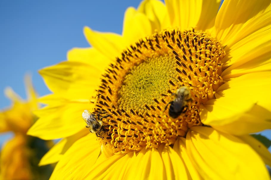 sunflower, bumblebees, summer, nature, yellow, plant, seeds HD wallpaper