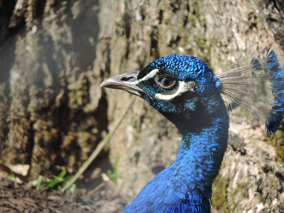 Pheasant, Curitiba, Zoo, one animal, bird, animal wildlife HD wallpaper