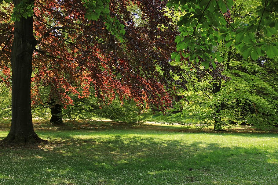 trees, leaves, park, meadow, plant, growth, beauty in nature HD wallpaper