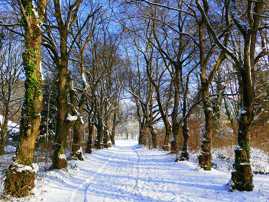 Snow, Wintry, Cold, Winter, Winter Trees, nature, winter cold HD wallpaper