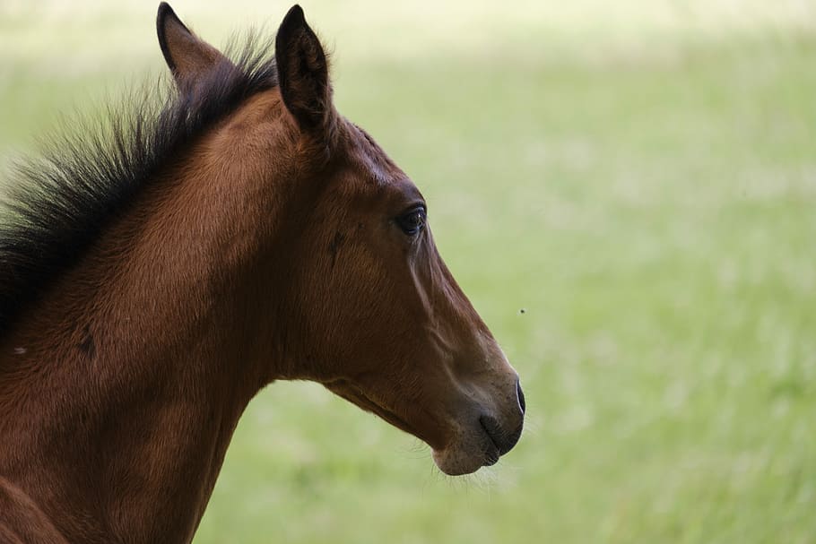 horse, foal, pasture, coupling, animal, livestock, mammal, grass HD wallpaper