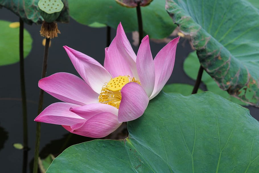lotus, flower, nature, pond, ater facility, rose petals, yellow center, HD wallpaper