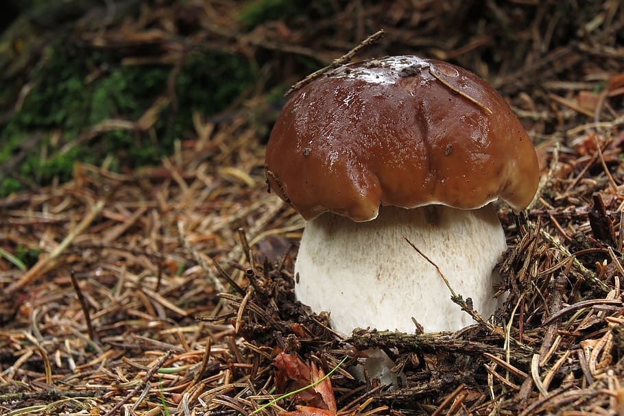closeup photo of brown and white mushroom, nature, forest, fungus
