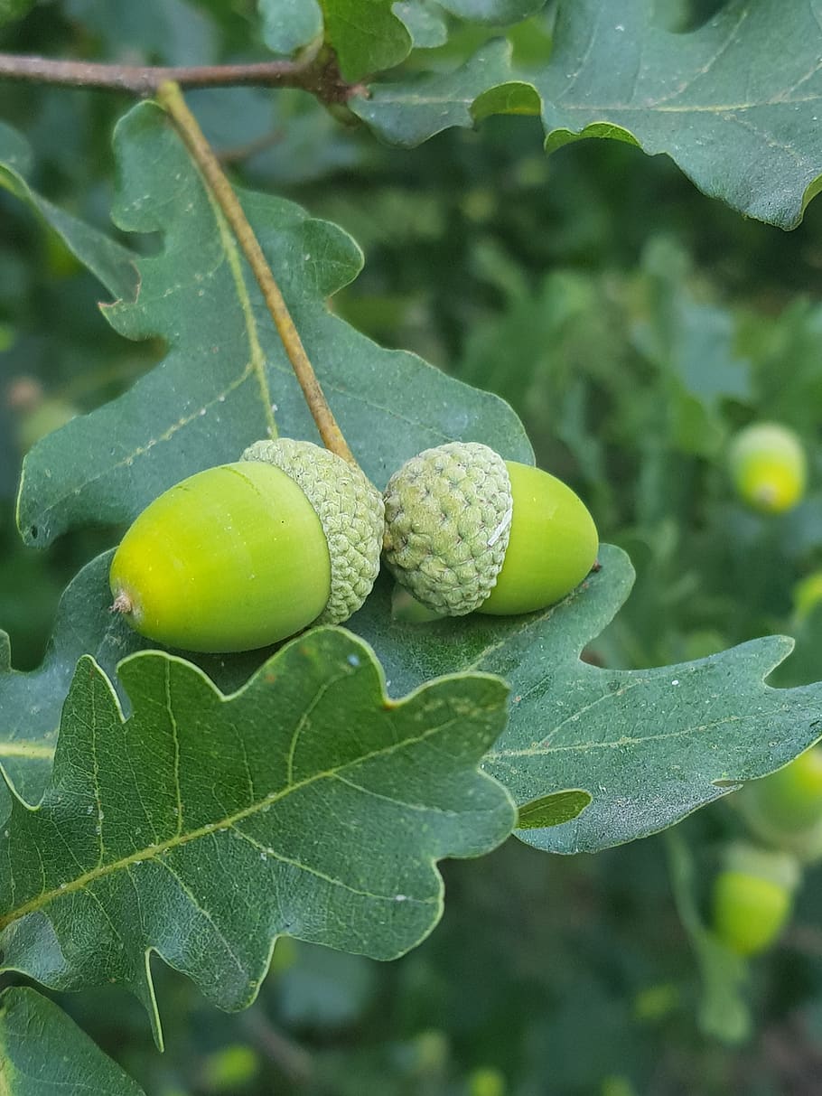 nature, forest, acorns, leaf, plant part, green color, growth HD wallpaper