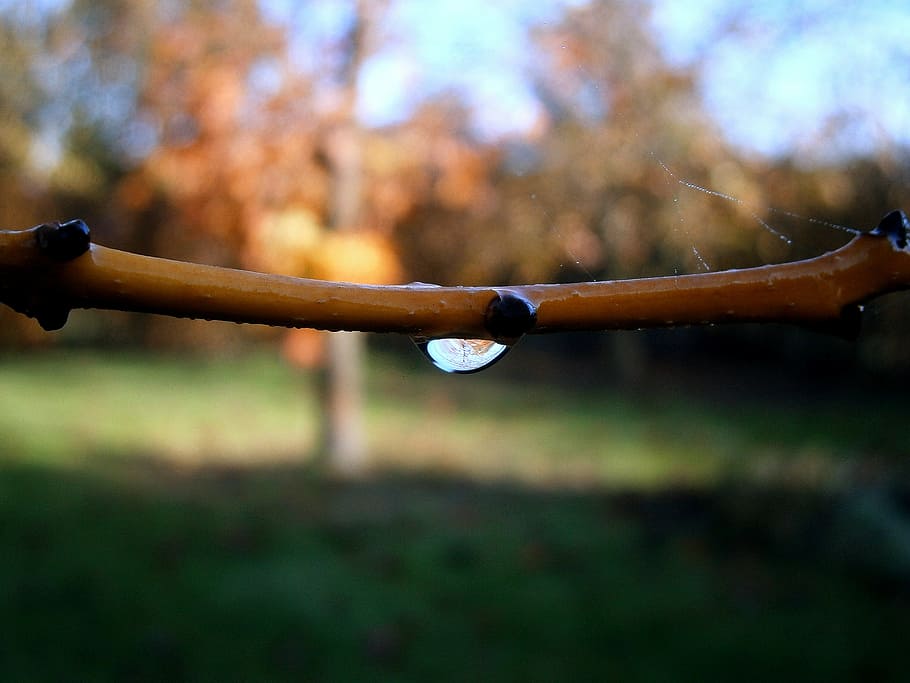 branch, drip, dewdrop, filigree, transparent, tender, drop of water HD wallpaper