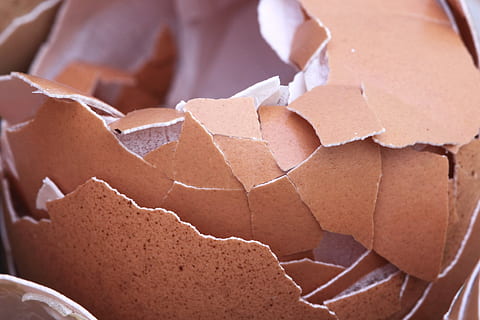 eggshell, bird, broken, brown, chicken, close-up, crack, crash HD wallpaper