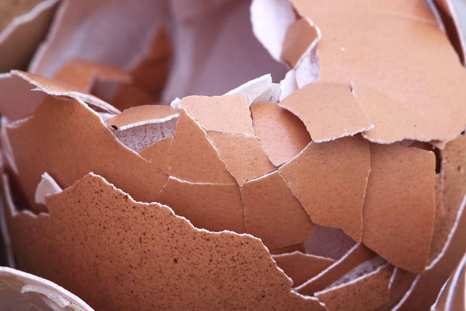 eggshell, bird, broken, brown, chicken, close-up, crack, crash HD wallpaper