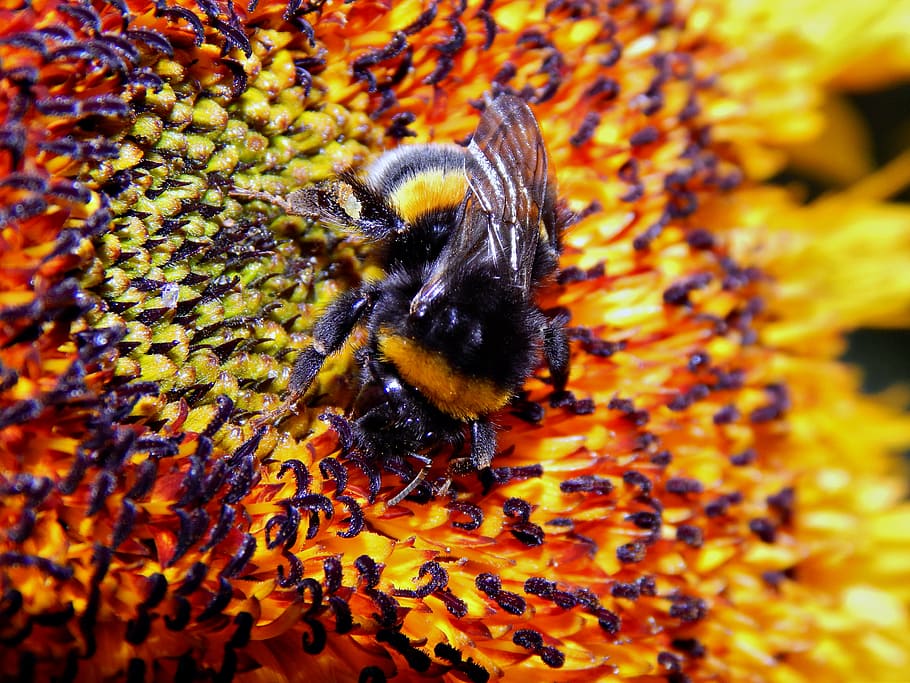 insect, bumble-bee, flower, nature, sunflower, pollen, yellow HD wallpaper
