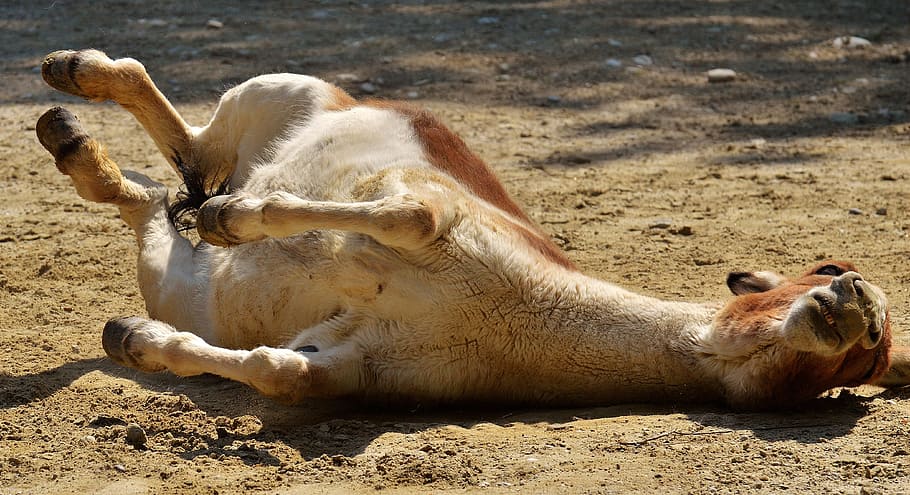 donkey, play, rolling, satisfied, cheerful, nature, cute, creature HD wallpaper