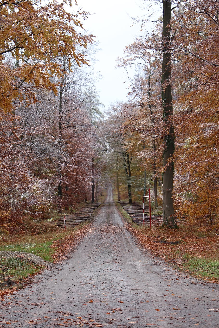 nature, tree, autumn, road, direction, the way forward, plant HD wallpaper