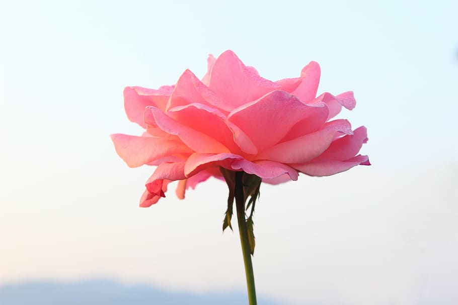 shallow focus of pink rose, plant, flower, flowering plant HD wallpaper