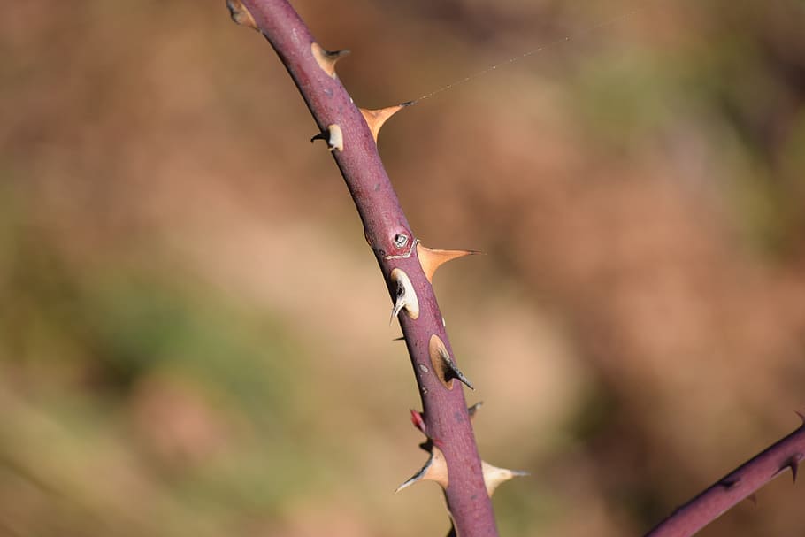 Plug, Thorns, Nature, Stem, rosa, rose, plants, tree, branch HD wallpaper