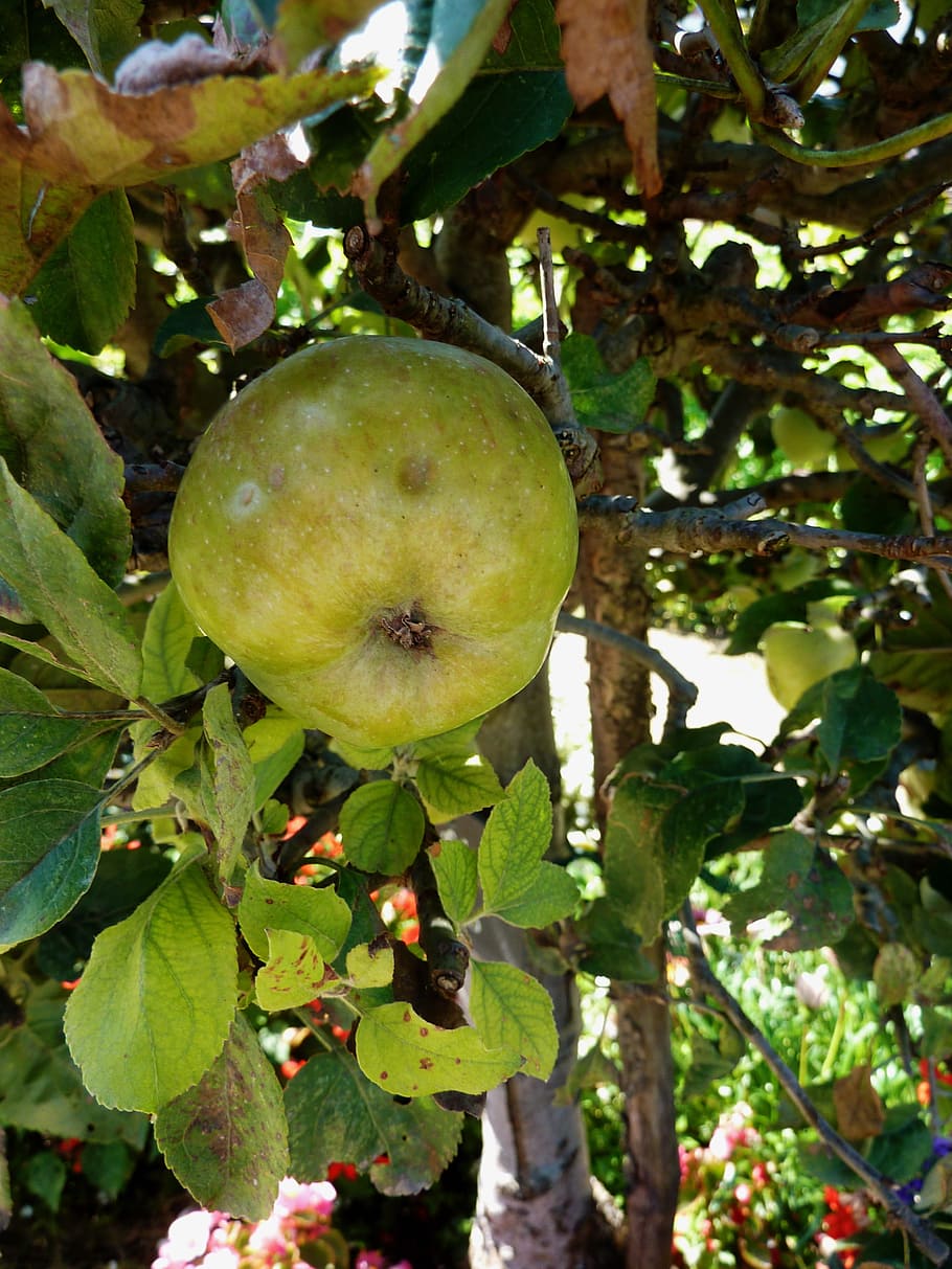 apple, autumn, vitamins, fruit, harvest, windfall, green apple, HD wallpaper