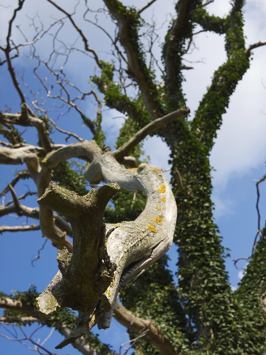 dead, dead tree, bornholm, organic, agriculture, outdoors, environment HD wallpaper