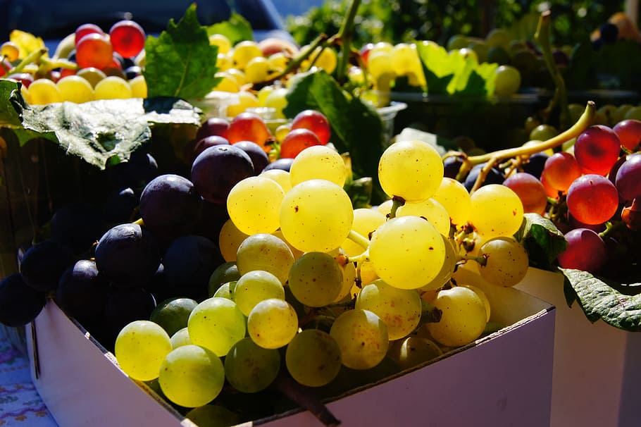 closeup photography of grapes, fruit, colorful, wine, vine HD wallpaper