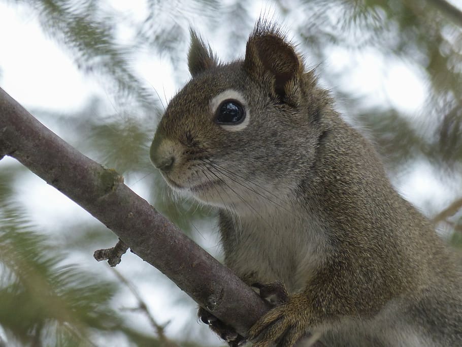 squirrel, animal, forest, branch, tree, nature, mammal, wild life HD wallpaper