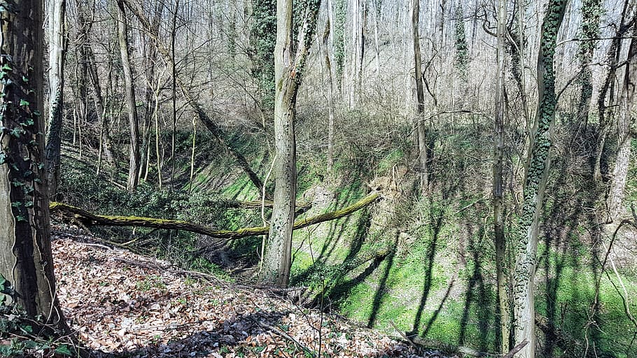 Trees, Forest, Nature, Spring, Foliage, landscape, wood, green HD wallpaper