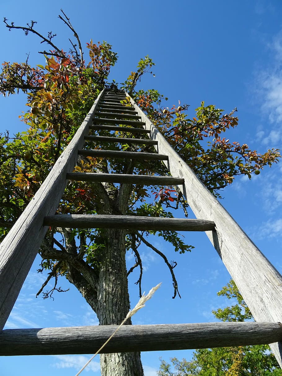 photo of leaned gray wooden ladder on tree, head, sky, apple tree HD wallpaper