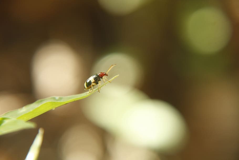 insect, macro, nature, ladybug, plant, beetle, detail, animal themes HD wallpaper
