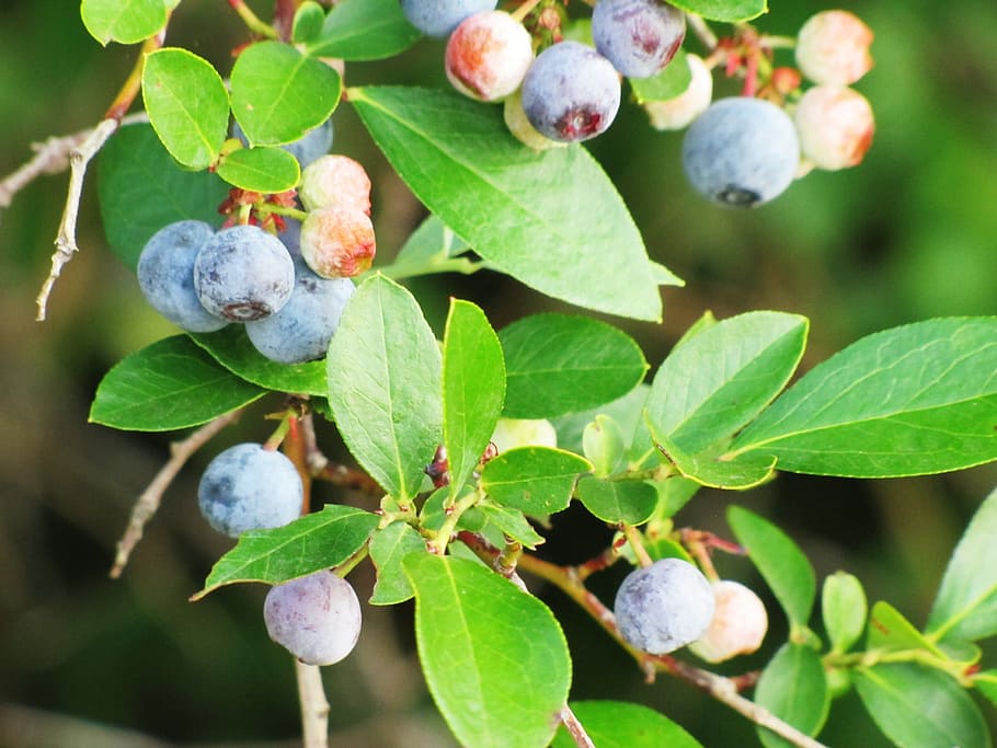 Blueberries, Berry, Fruit, Nature, plant, leaf, growth, outdoors HD wallpaper