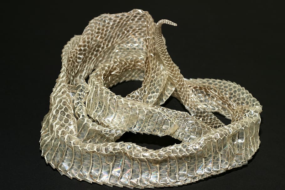 snake skin, scale, reptile, close up, texture, pattern, stripped HD wallpaper