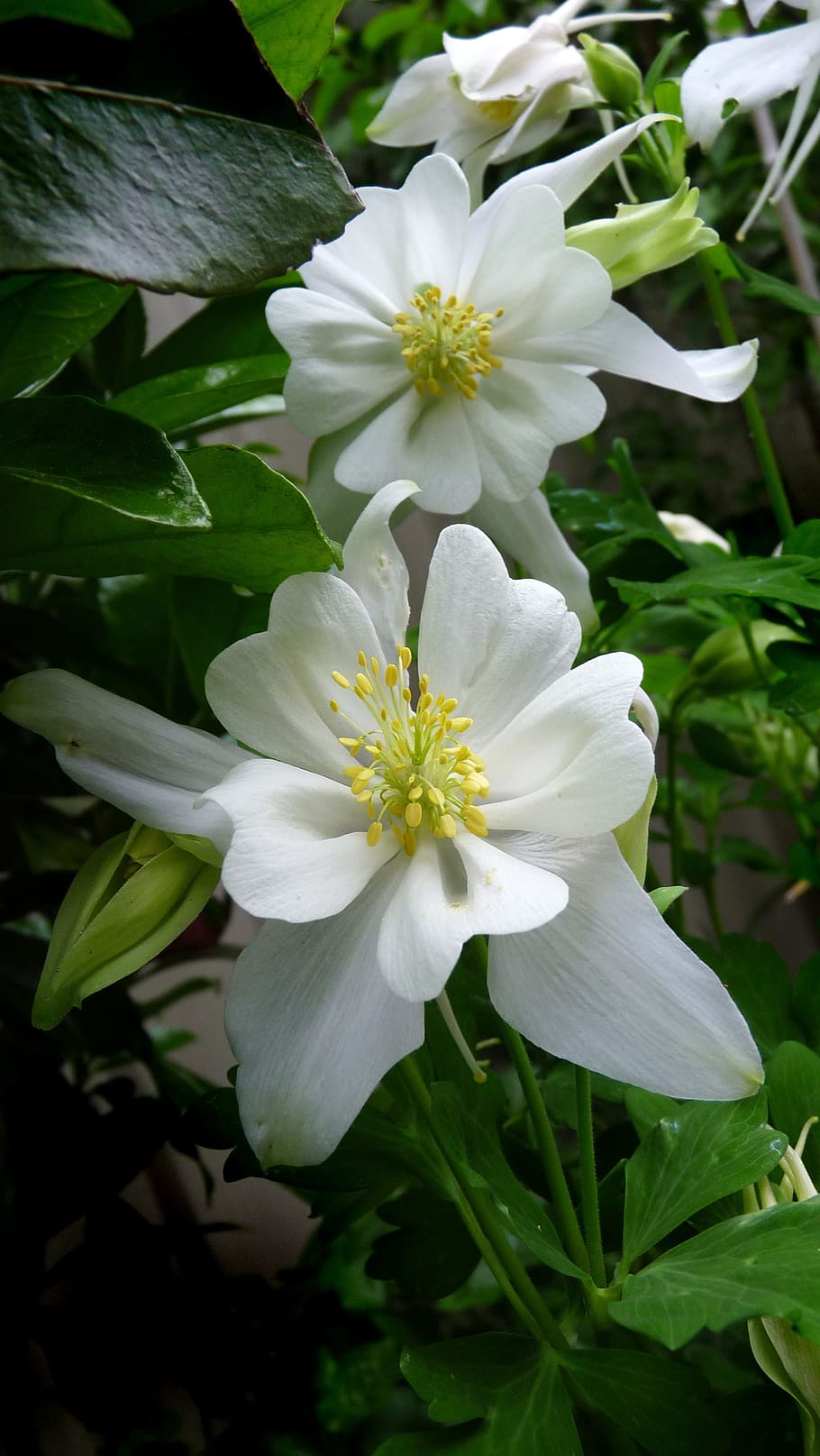 white flowers, spring, plant, flowering plant, beauty in nature HD wallpaper