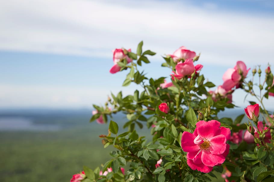 flowers, nature, summer, plant, red, outdoors, flowering plant HD wallpaper