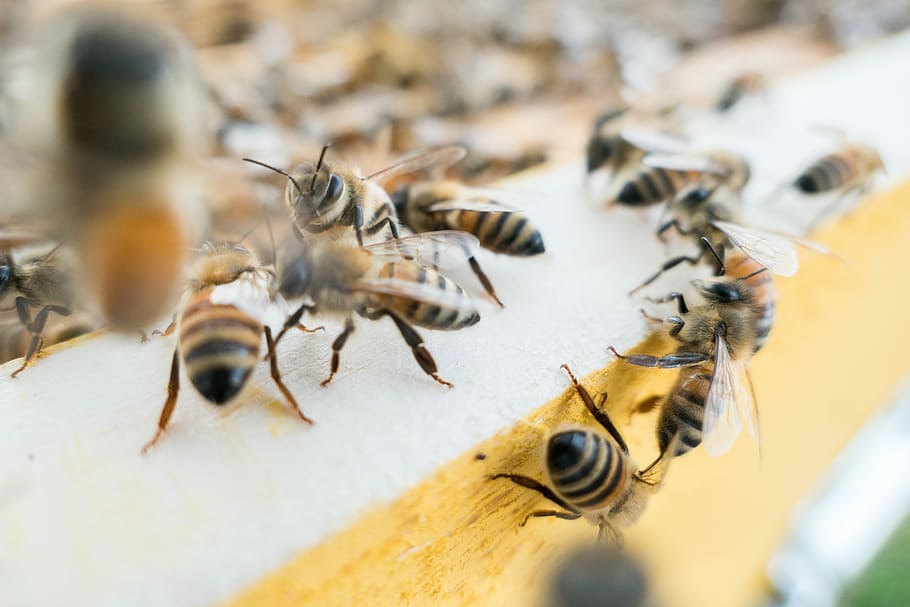 Bees, tilt-shift photography of swarm of bees, insect, closeup HD wallpaper