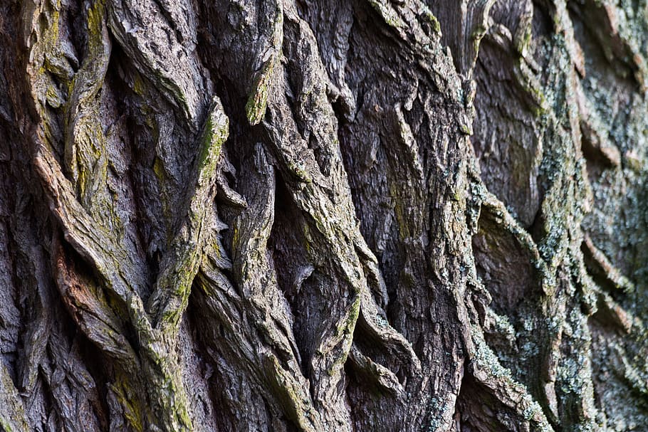 Tree Bark, Macro, Structure, Wood, tree trunk, textured, rough HD wallpaper
