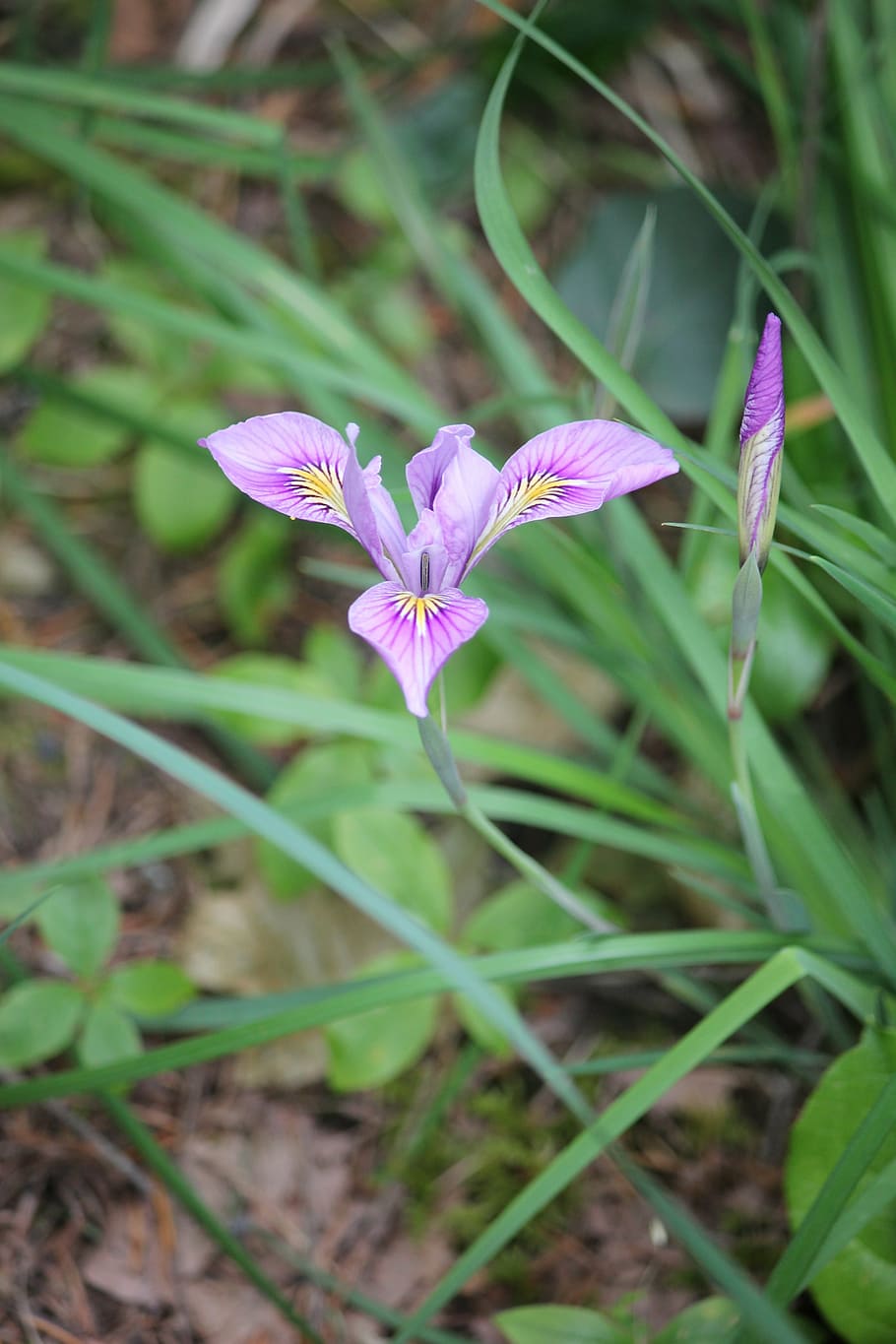 flower, forest, leaves, vegetation, plant, environment, botanist HD wallpaper