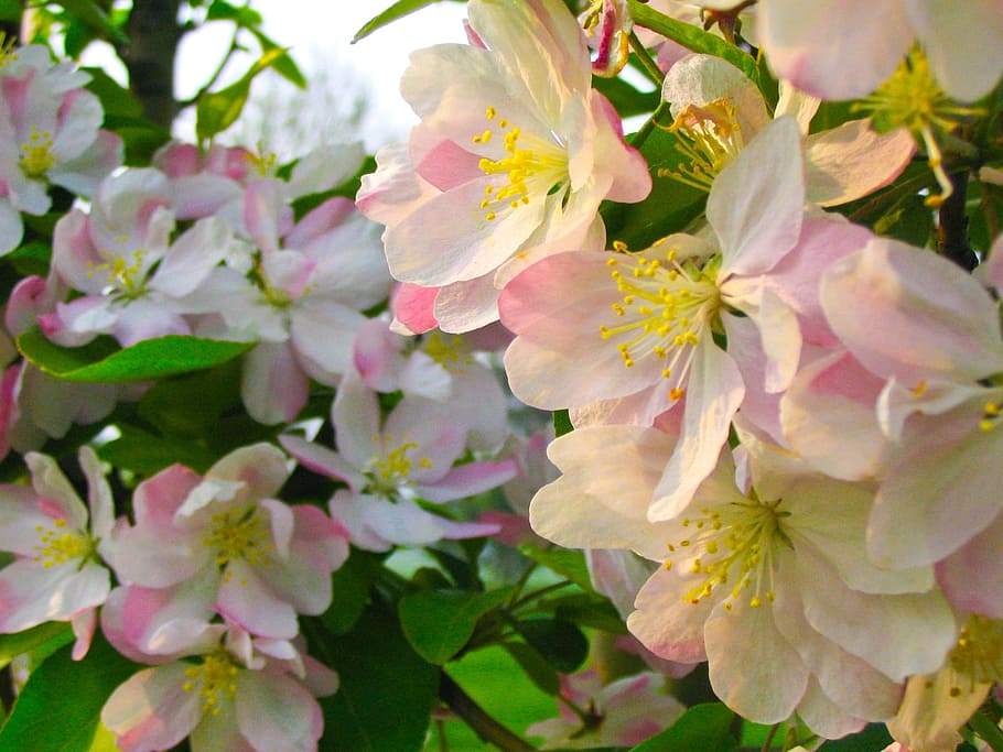 flower, spring, pink, beautiful, garden, flowering plant, beauty in nature HD wallpaper