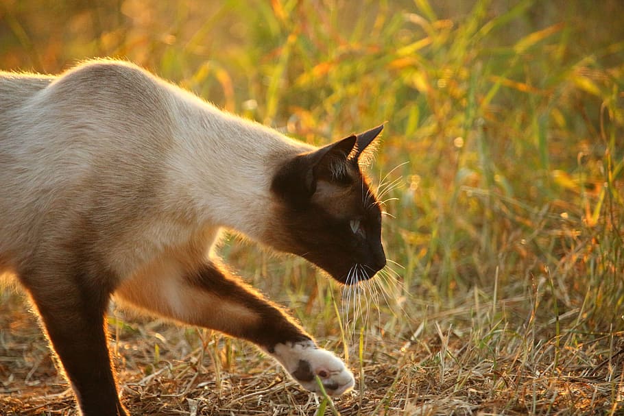 Kitten, Siamese Cat, mieze, breed cat, sun, evening light, grass HD wallpaper