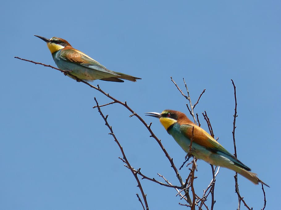 bee-eater, ave, abellarol, branch, bee eaters, couple, birds HD wallpaper