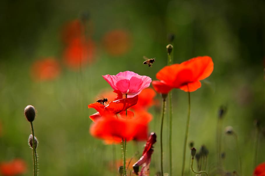 closeup photography of poppy flowers, nature, plants, summer, HD wallpaper