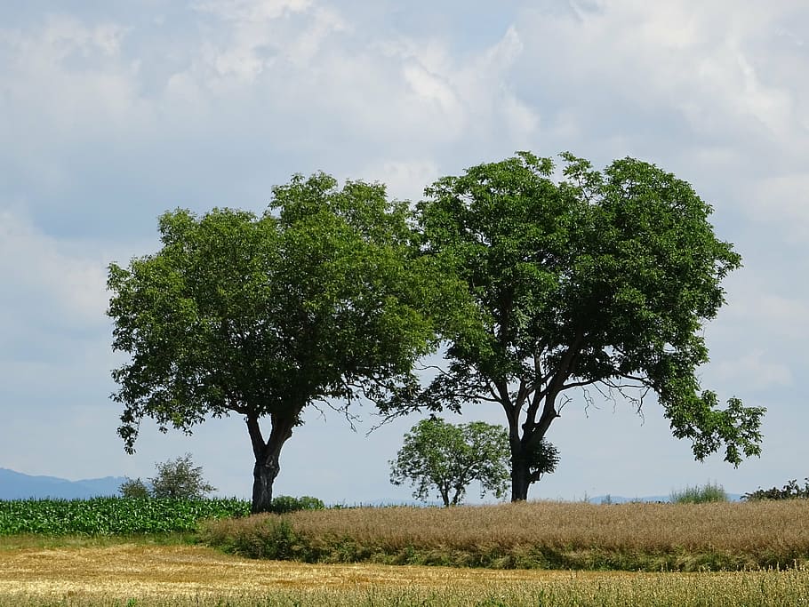 trees, cornfield, clouds, stubble, green, nature, agriculture HD wallpaper