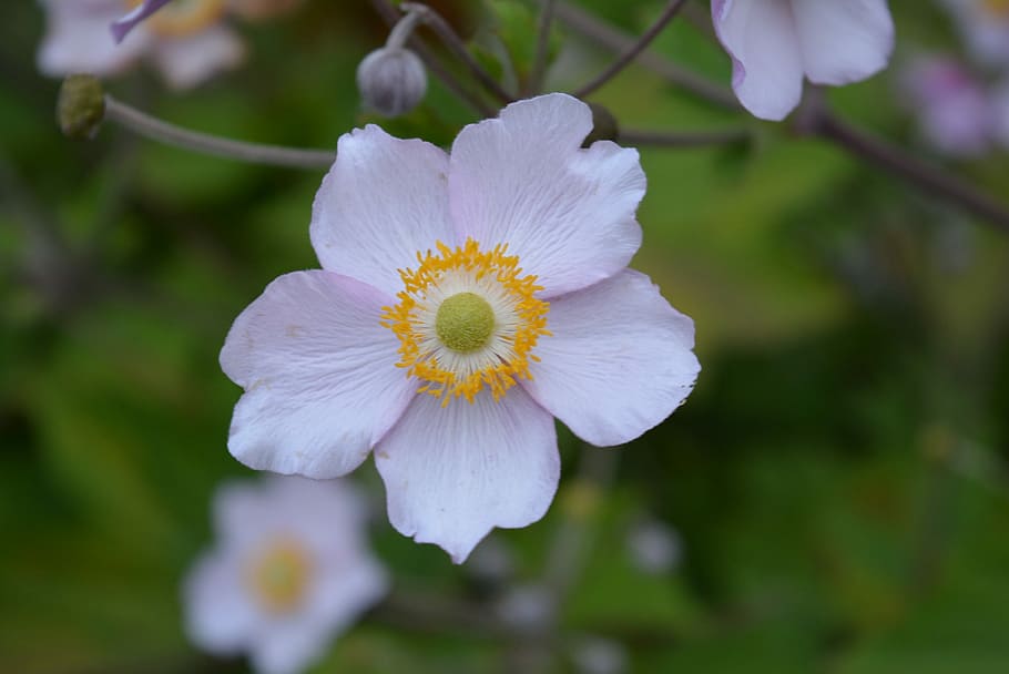 Fall, Anemone, Blossom, Bloom, fall anemone, flower, white color HD wallpaper