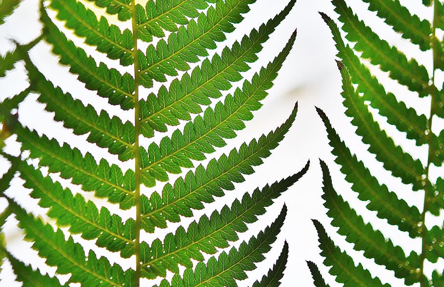 green leaves photography, tree fern, rainforest, macro, summer HD wallpaper