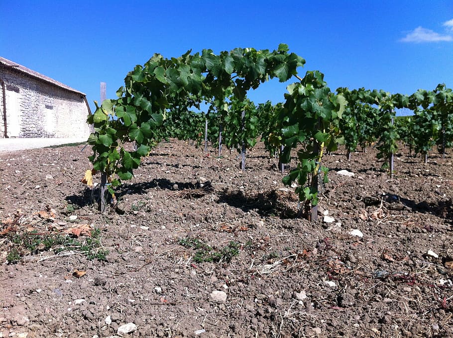 wine, vines, viticulture, agriculture, farm, rural Scene, nature HD wallpaper