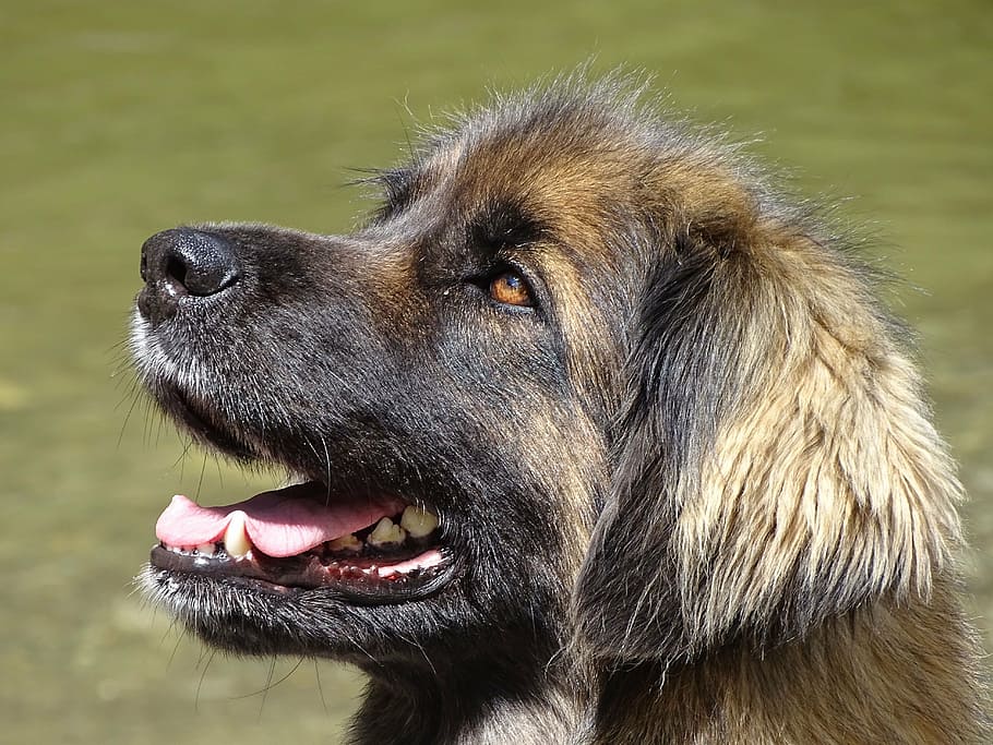 caucasian shepherd close-up photography, leonbergers, dog, blond HD wallpaper