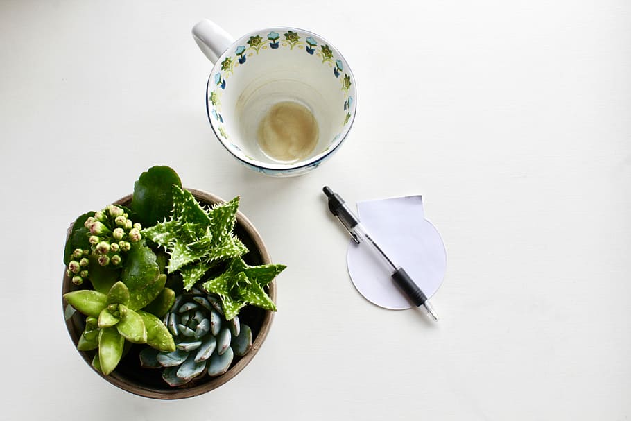 coffee cups beside black click pen, succulent plant and teacup with click pen in flat lay photography HD wallpaper